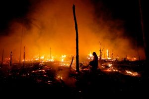 Ceiba: un cuarto de siglo