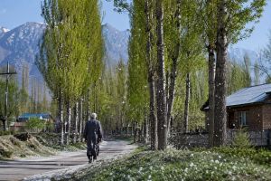 Cut One, Plant Two: A Practical Answer to Kashmir’s Poplar Problem