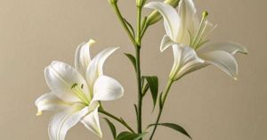 El lilium, una flor con historia