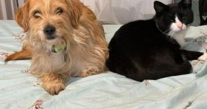 Feline good! Proof that cats and dogs can be best friends