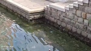Meduse e sporcizia: le condizioni del Canal Grande in Ponterosso a Trieste