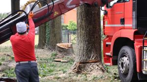 Alberi vandalizzati con la motosega, il blitz sotto lo sguardo di una telecamera