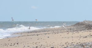 Best wildlife spectacles to enjoy this summer in Norfolk