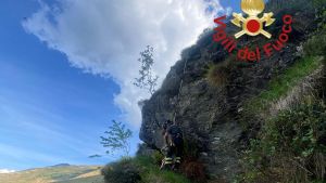 Branco di lupi attacca un gregge di pecore nel Comasco: salva solo una capra caduta in un dirupo