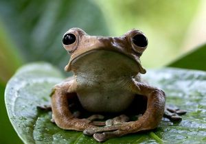 Las ranas del pozo