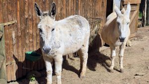 O burro Cándido