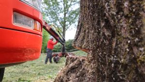 Tre pioppi recisi e abbattuti a Monigo: ora nel mirino finiscono i residenti