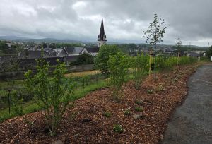 Oloron : le parc Pommé vient de renouveler ses plantations