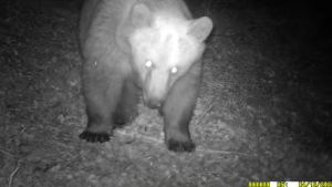 Orso nei boschi sopra Monte di Berzo Demo, immortalato da una fototrappola