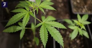 Zeit für eine Kehrtwende beim Cannabis-Gesetz