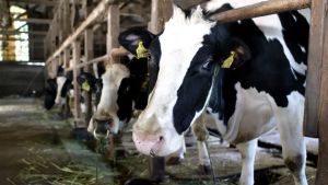 Allevamenti intensivi, il Veneto tra le aree più inquinanti della Pianura Padana