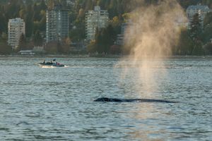 Want to save the whales? Enforce the rules