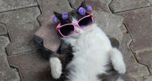 Cat owners share the super-specific, wildly weird things their cats insist on as part of their routine