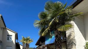 Palmen in Oensingen unter Naturschutz