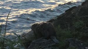 Biber taucht am Meersburger Bodenseeufer auf: Schöne Aufnahmen im Sonnenuntergang