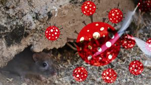 El hantavirus