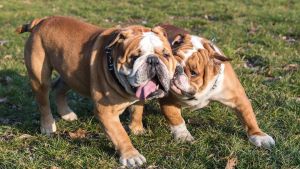 Brugherio, bulldog attacca un anziano: 81enne ferito alle gambe e alle braccia