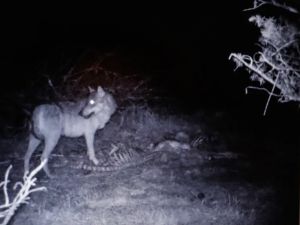 Troupeaux décimés : jusqu’au jour où le loup s’en prendra à l’homme !