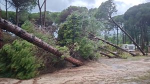 Maltempo sul litorale veneto, tromba d’aria a Bibione: danni a campeggi, alberi e coltivazioni