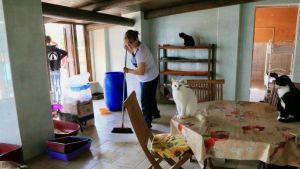 Ordinato lo sgombero del gattile di Mortara, ora il caso finisce in tribunale