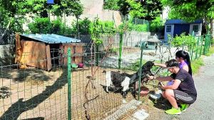 Capre nane, galline cinesi e un coniglio ariete: multa e ordine di sgombero per la fattoria realizzata da un bambino a Pordenone