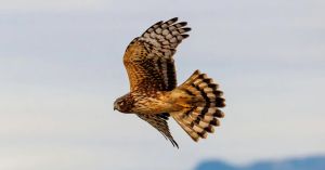 A Bird's IQ, a Book on Intelligent Masters of Innovation