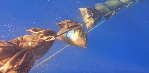 A deep‑ocean climate plan wins rare EPA approval, but is sinking plants in the sea the answer?