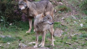No hay lobos en la luna