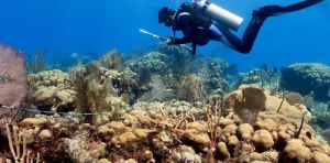 Many of the Caribbean’s most important reefs are going unprotected