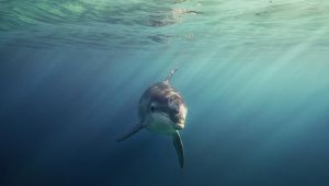 Le dauphin de la baie de Saint-Jean-de-Luz, une attraction difficile à gérer [Vidéo]