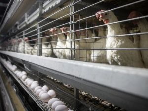 Comment le poulet est devenu la viande du XXIe siècle