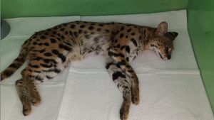Un pericoloso gattopardo africano passeggiava indisturbato nei parchi di Arese e Garbagnate