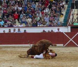 Orthez : « plus de peur que de mal » pour Thibault Busquet victime d’une blessure spectaculaire lors de la course landaise