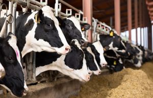 Farmers urge policy shift on foot-and-mouth outbreak as farms become overcrowded