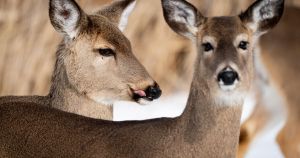 Letter: Encouraging young people to hunt doesn't make sense