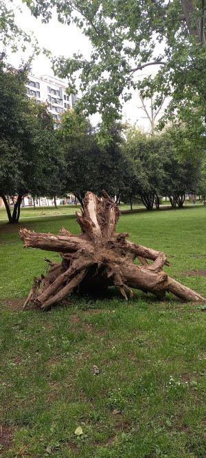 El alienígena