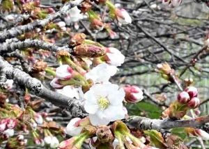 Cherry Blossoms Bloom at Easternmost Point in Japan for 2nd Earliest Time Since 1960