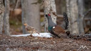 Allarme per il gallo cedrone: la specie rischia di estinguersi in Friuli
