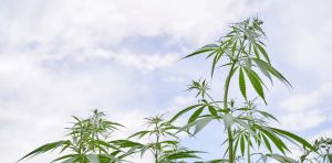 Cannabis: it’s medicine if you’re rich enough – a crime if you’re not
