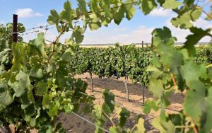 Negev desert wins recognition as unique international wine region