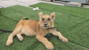 Palestinian handed 30-month sentence for trying to sell illegally obtained lion cub