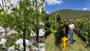 Una grandine inaspettata, Franciacorta e Iseo epicentro del disastro: “Sembrava estate, impossibile stimare i danni”