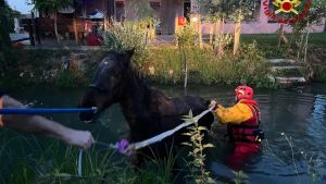 Cavallo di 27 anni cade nel Canale Biancolino ad Abano Terme: salvato dai pompieri