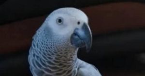 Appeal to trace missing African grey parrot CoCo known for 'Adolf Hitler' song