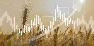 How the world can avoid millions going hungry when supply chains collapse