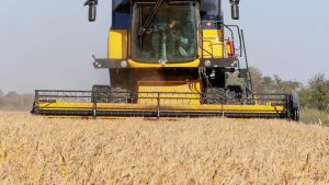 Risicoltura, crollano i prezzi per i produttori. L’allarme di Coldiretti: «Aziende in ginocchio»