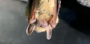How much is a bat worth? Protecting these tiny insect‑eaters isn’t just good for farms – their deaths cost taxpayers and the wider economy