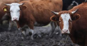 Farmer ostavio pet krava na udaljenom otoku: 130 godina kasnije znanstvenici nisu mogli vjerovati što vide