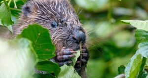 Event at Norfolk nature reserve highlights environmental impact of beavers