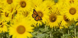 Un indice mondial des papillons pourrait faire progresser la conservation des insectes